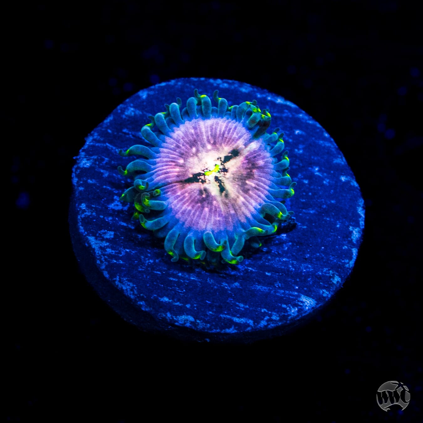 Hawaiian Ding Dang Zoanthids