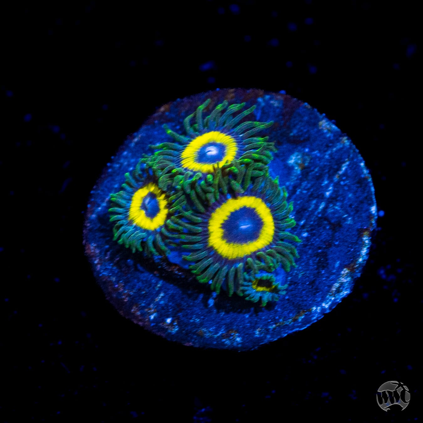 Armor of God Zoanthids