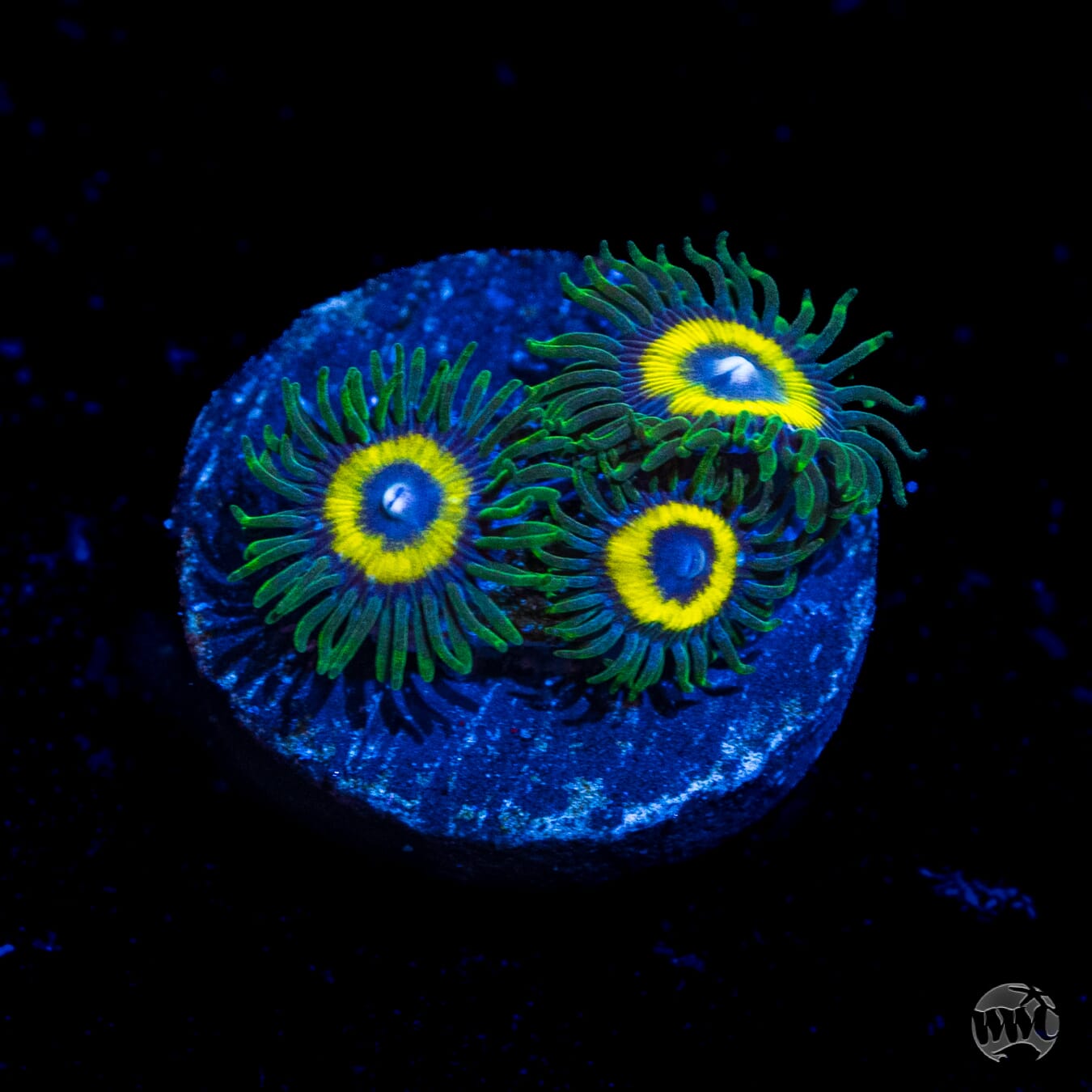 WWC Yellow Submarine Zoanthids