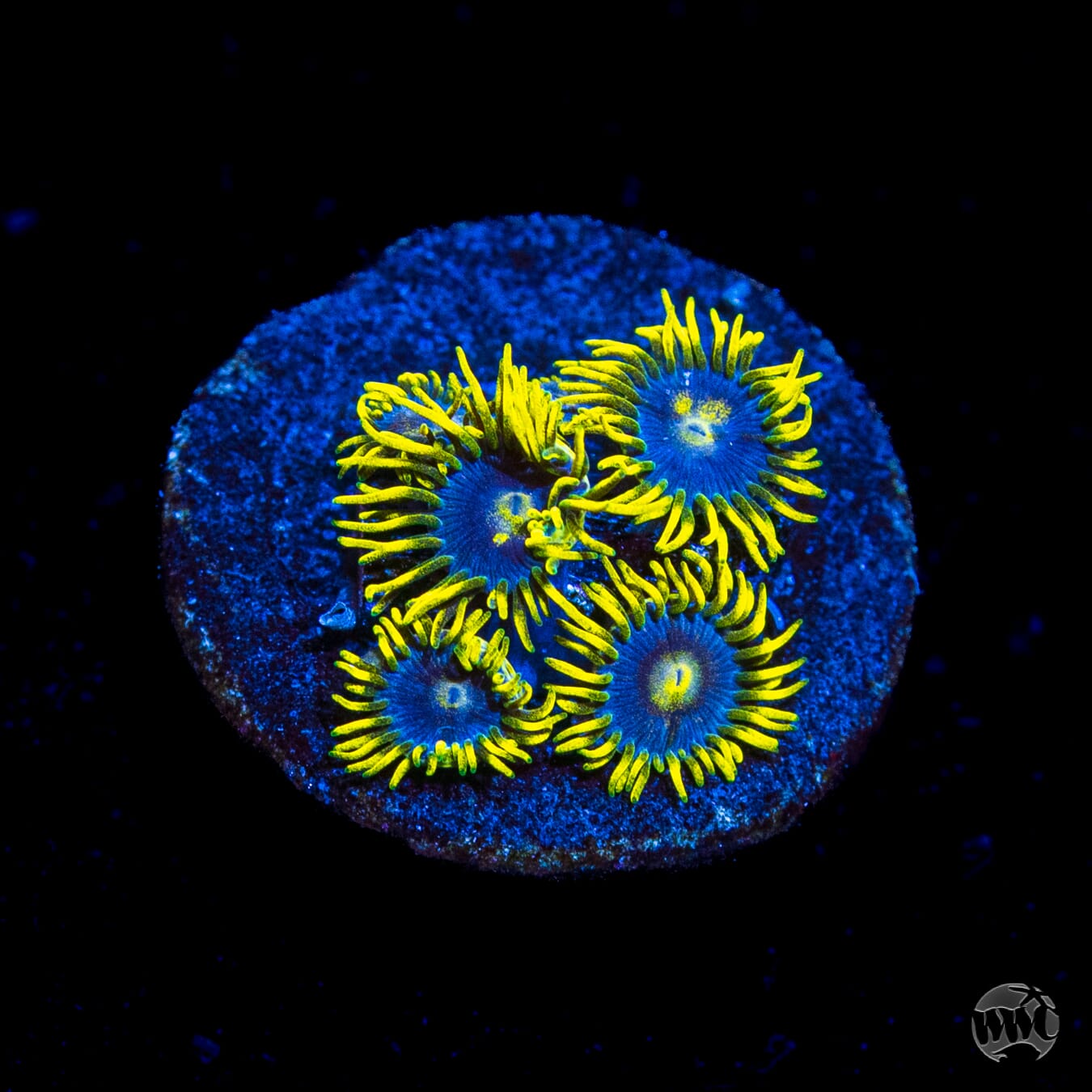 WWC Sunbeam Shuriken Zoanthids