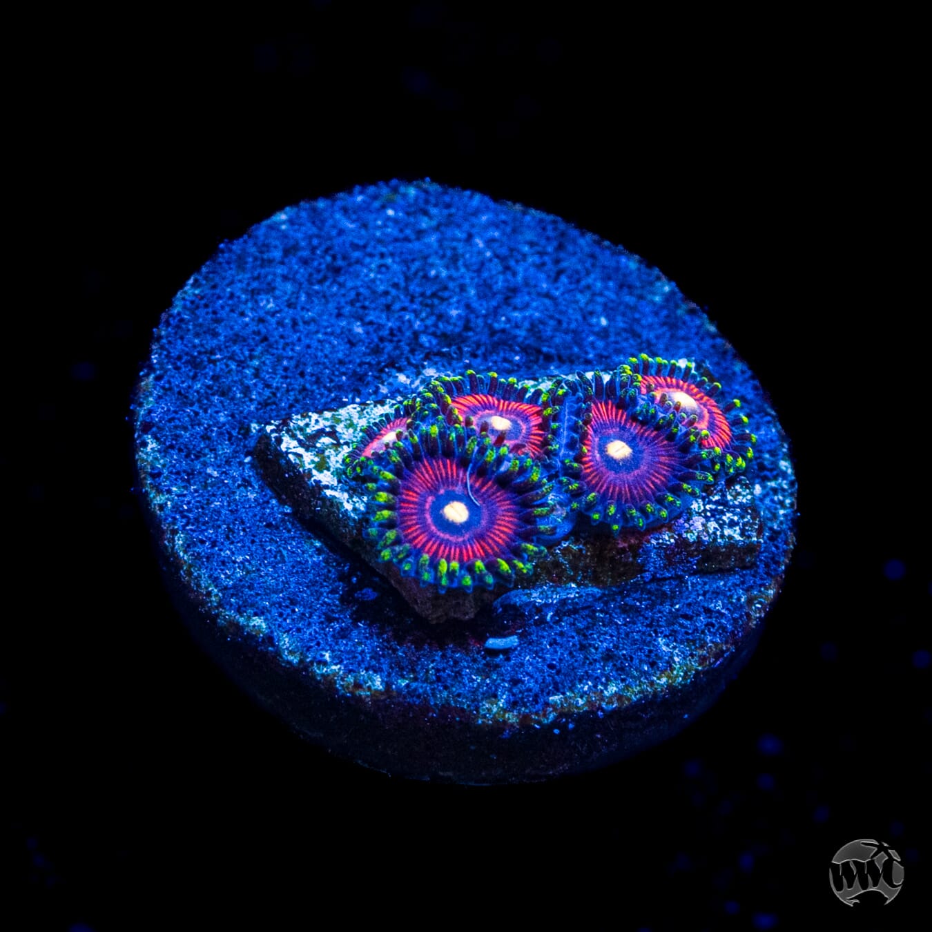 WWC Mini Me Zoanthids