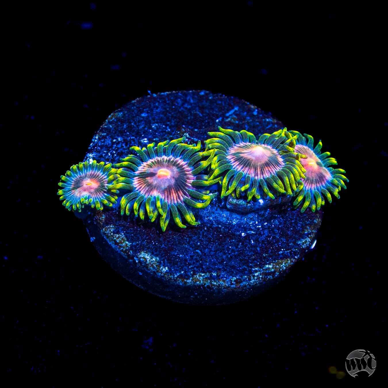 WWC Mini Me Zoanthids