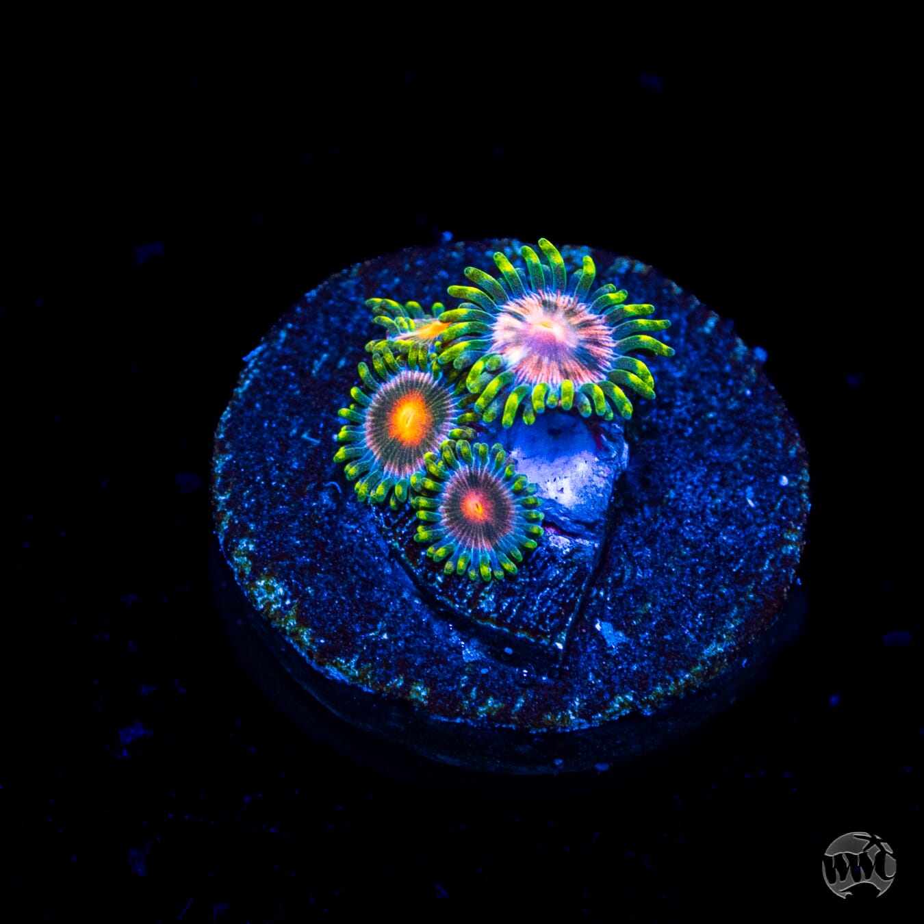 Pinwheel Zoanthids
