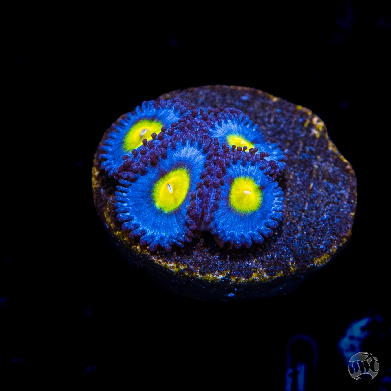 WWC AOI Zoanthids