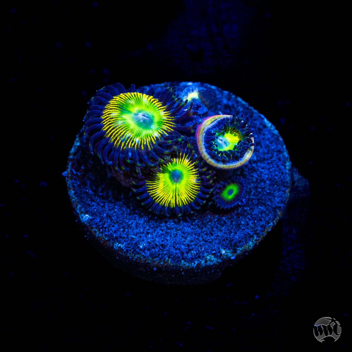 WWC Saltwater Taffee Zoanthids