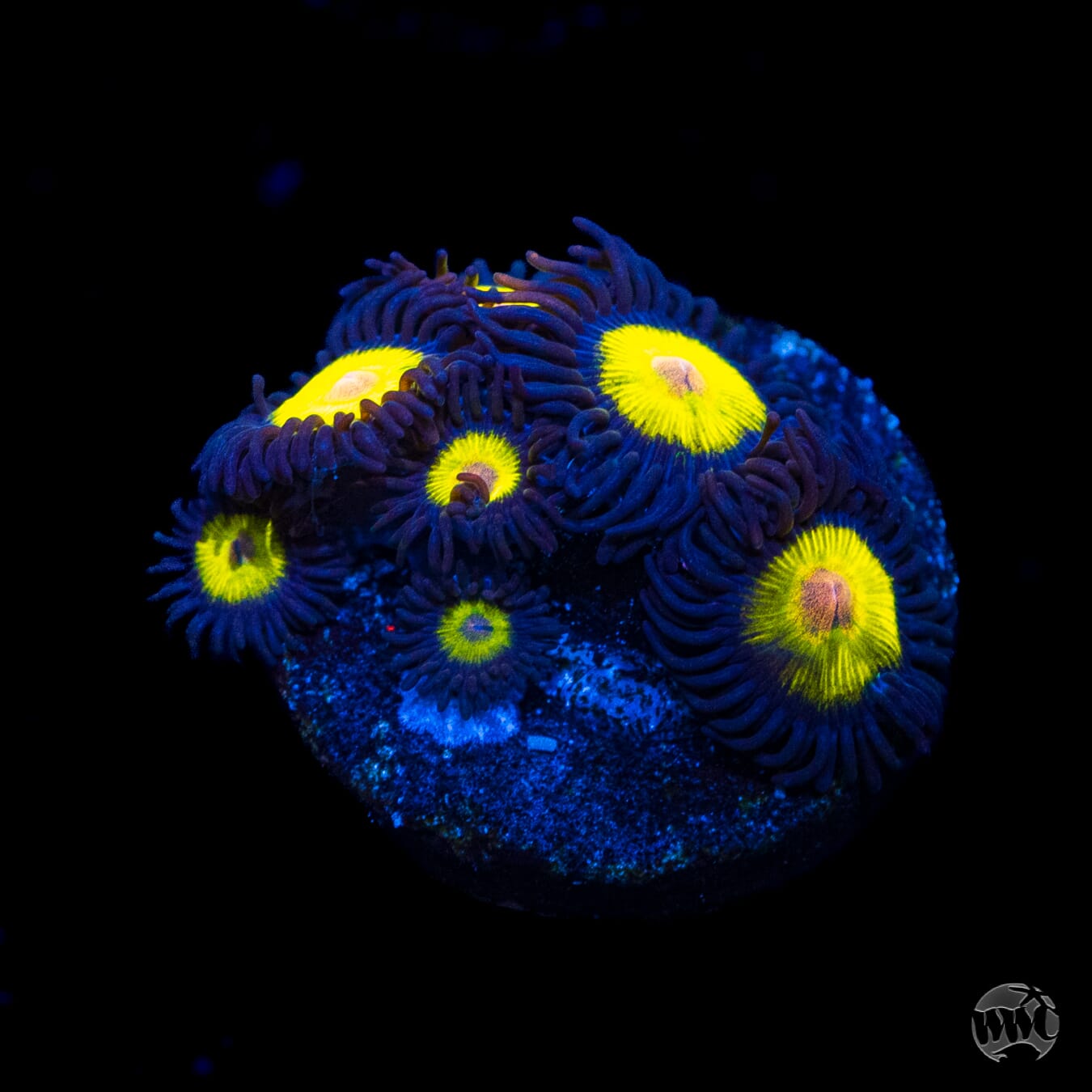 WWC Goldeneye Zoanthids