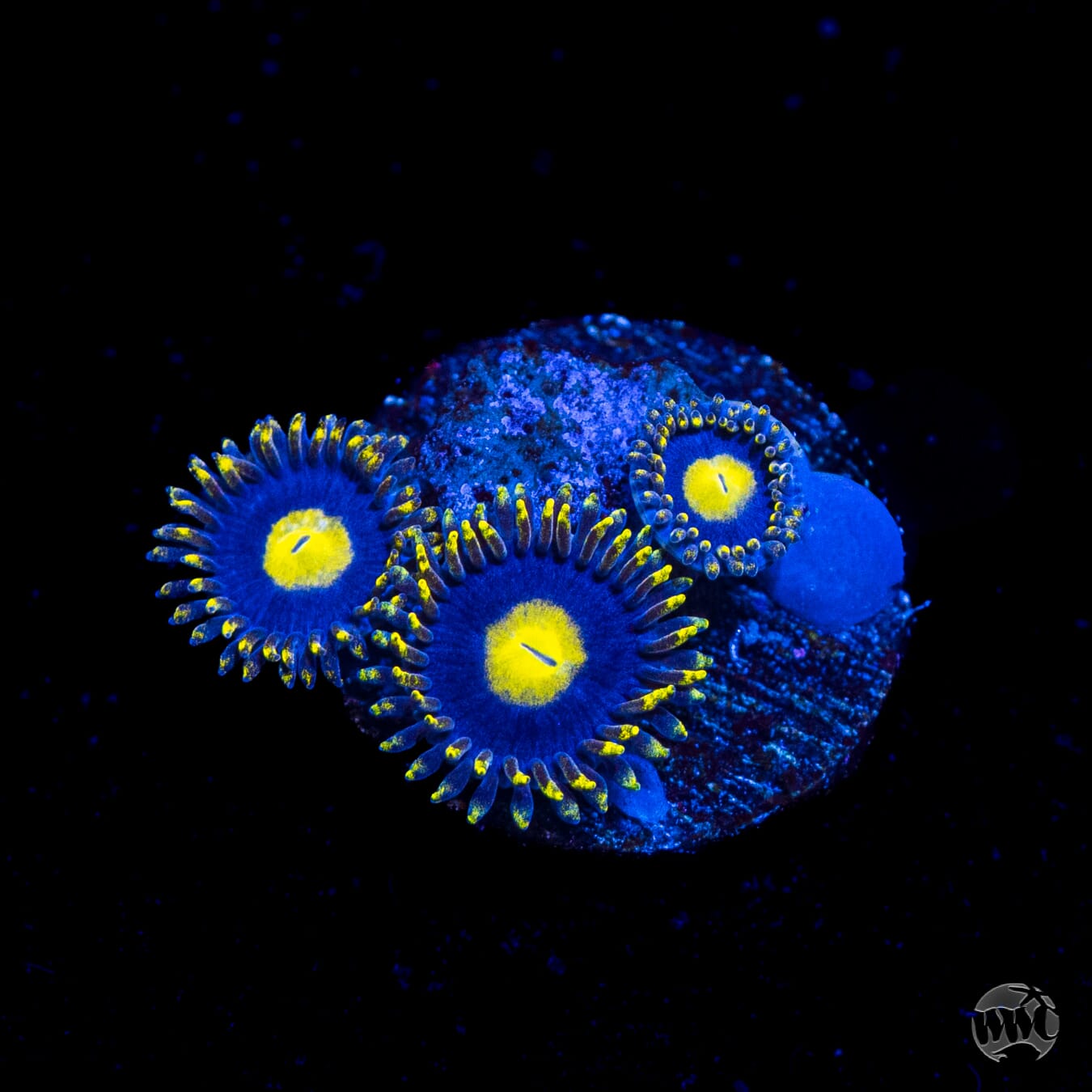 WWC Crazy Kimchii Zoanthids