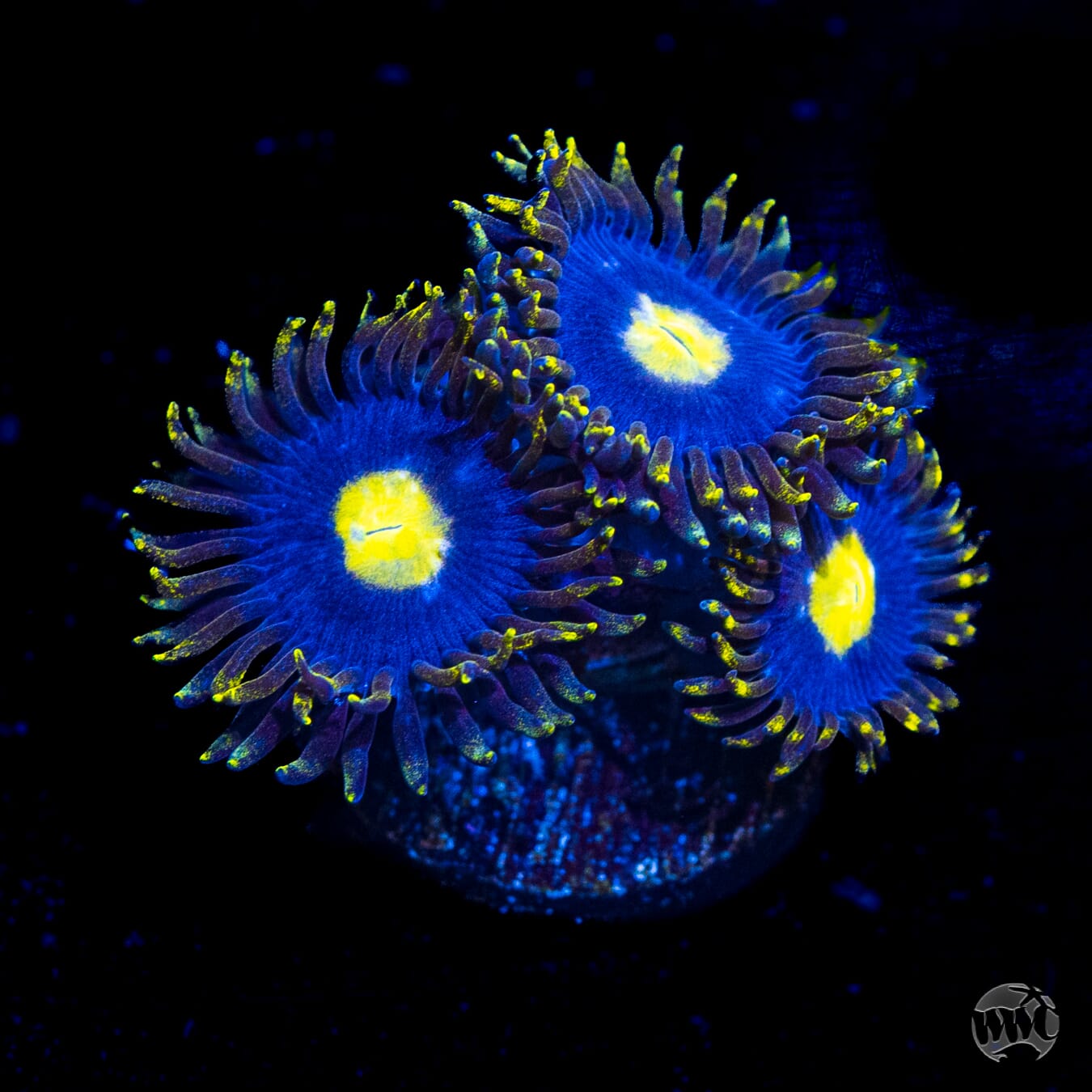 WWC Crazy Kimchii Zoanthids