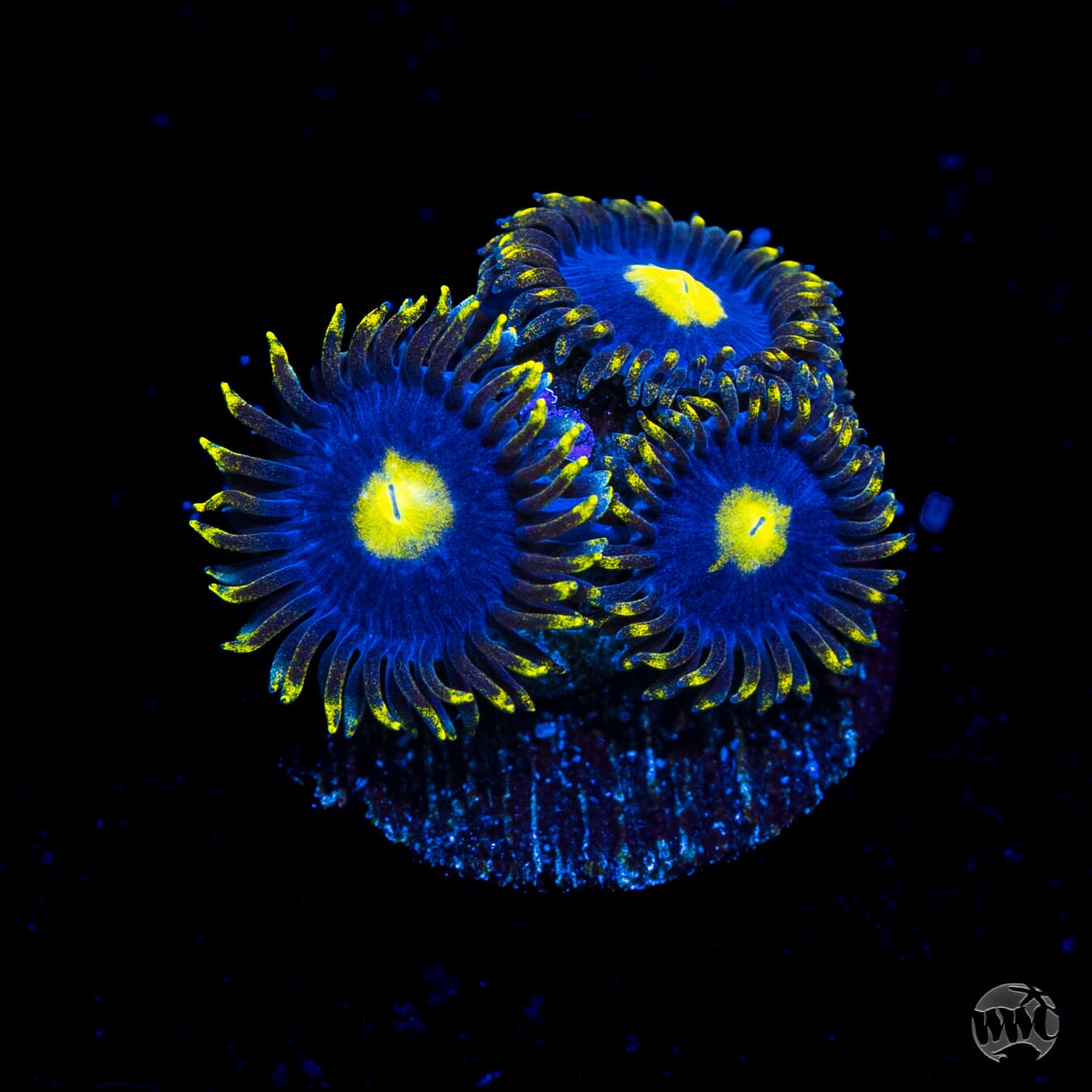 WWC Crazy Kimchii Zoanthids