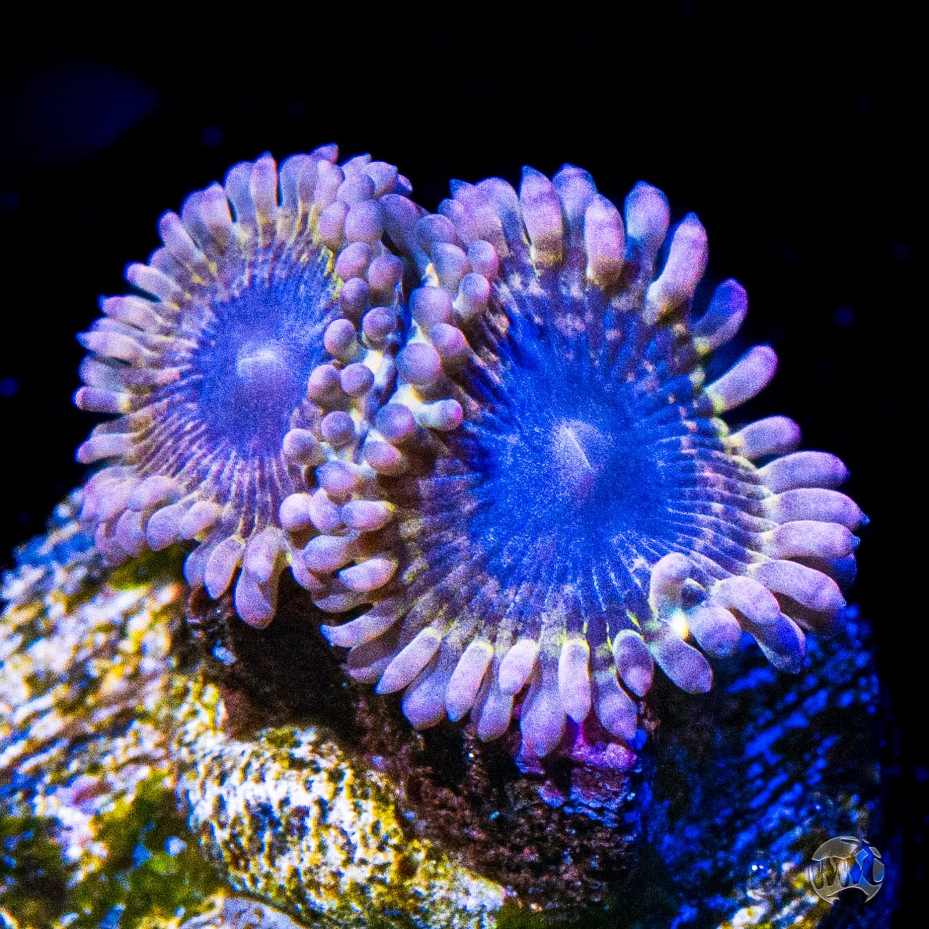 WWC Moon Beam Zoanthids