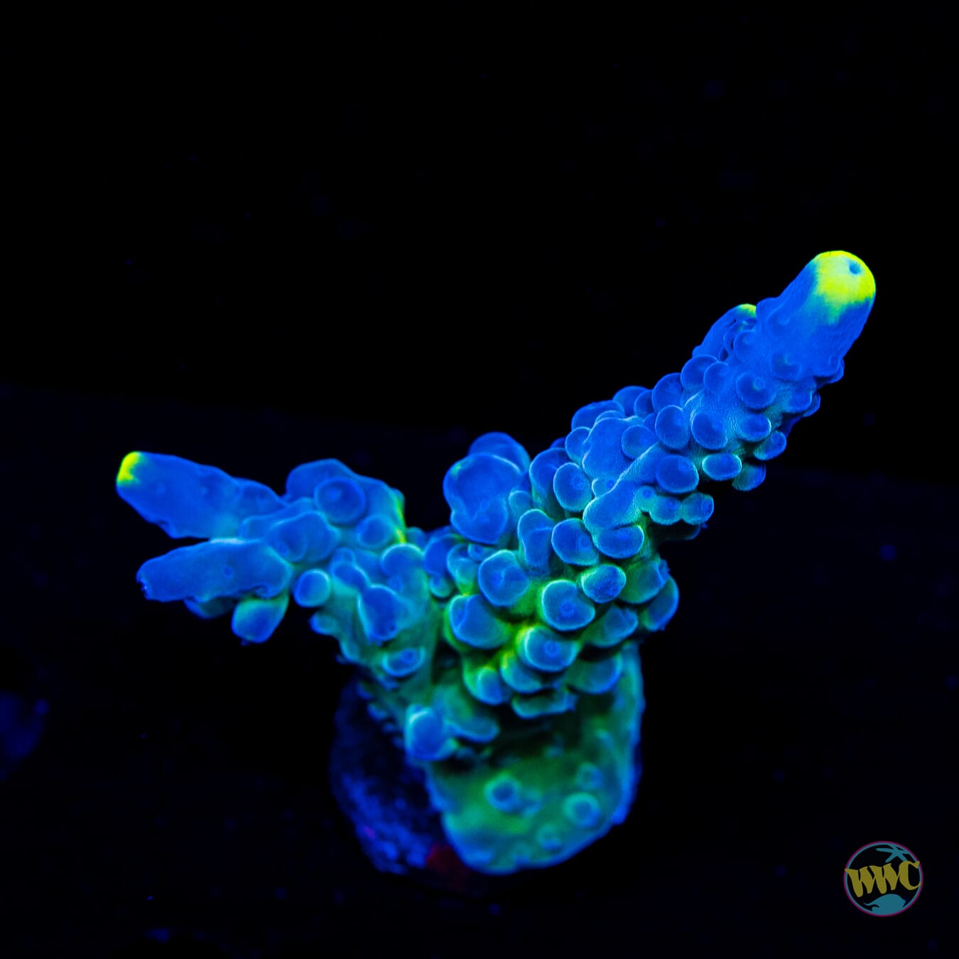WWC Yellow Tips Austera Acropora