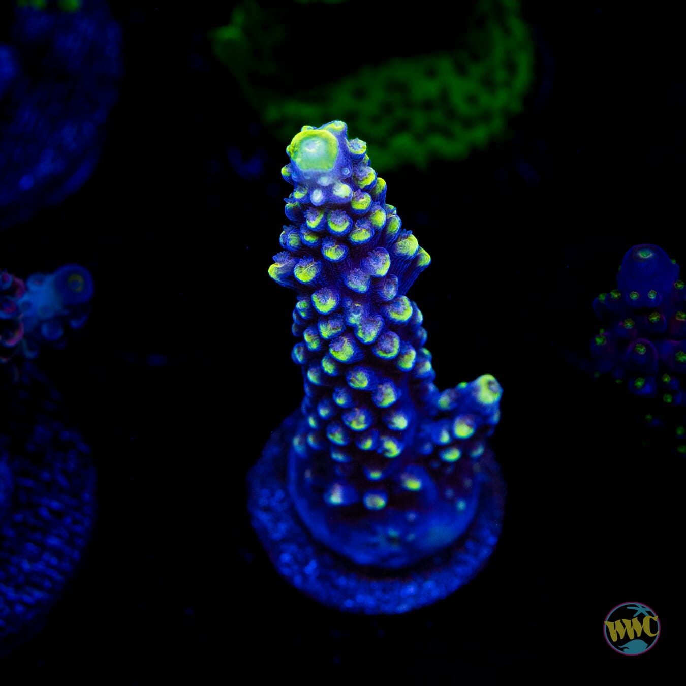 WWC Spectacular Stag Acropora