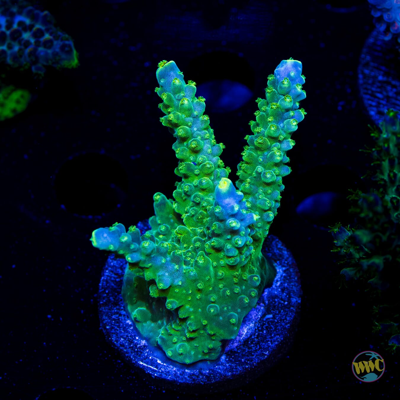 Paletta Tricolor Acropora