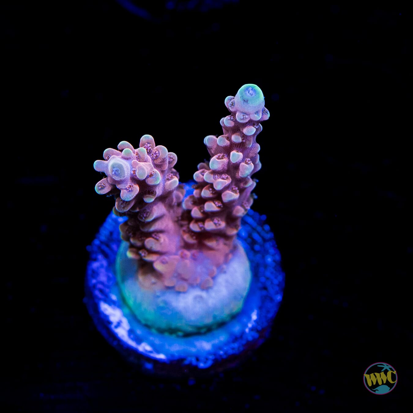 WWC Inner Planet Acropora