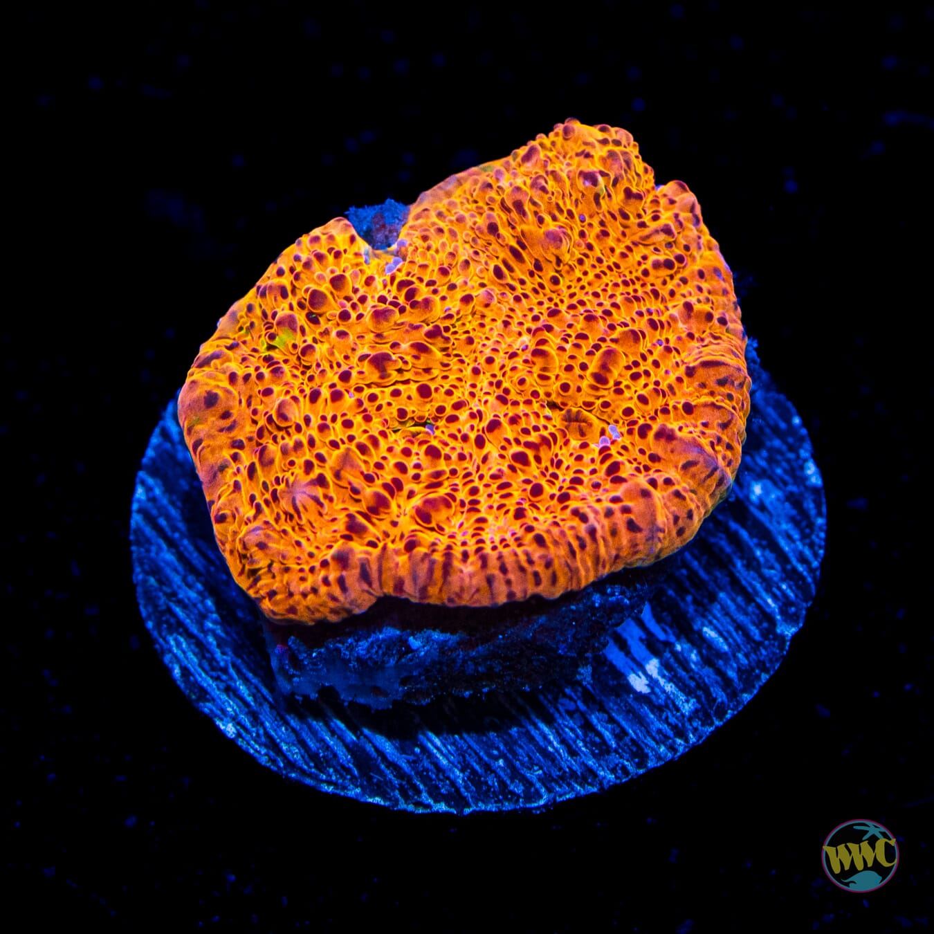 WWC Fanta Chalice