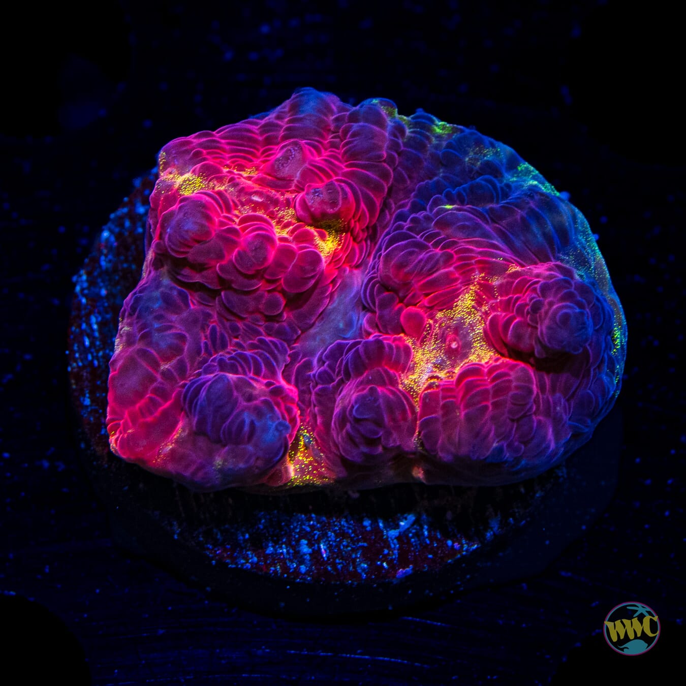 Jason Fox Chemical Reaction Chalice