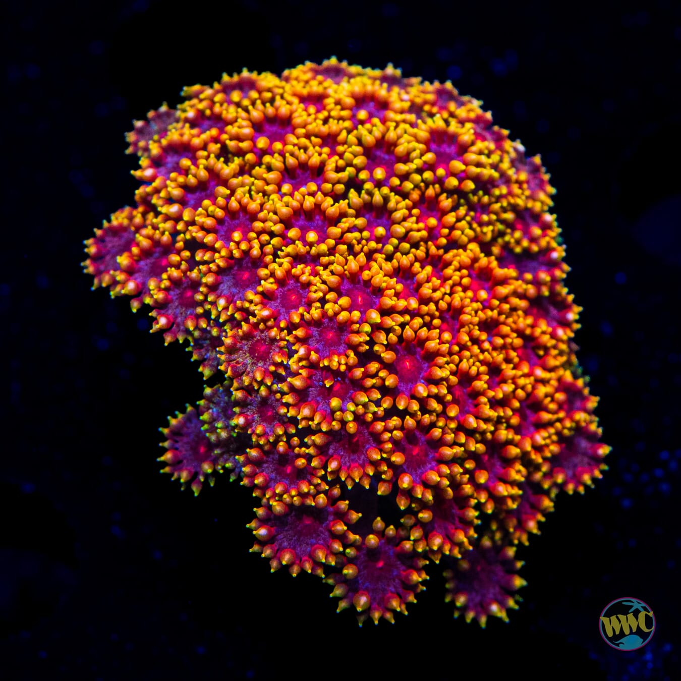 WWC Mai Tai Micro Goniopora
