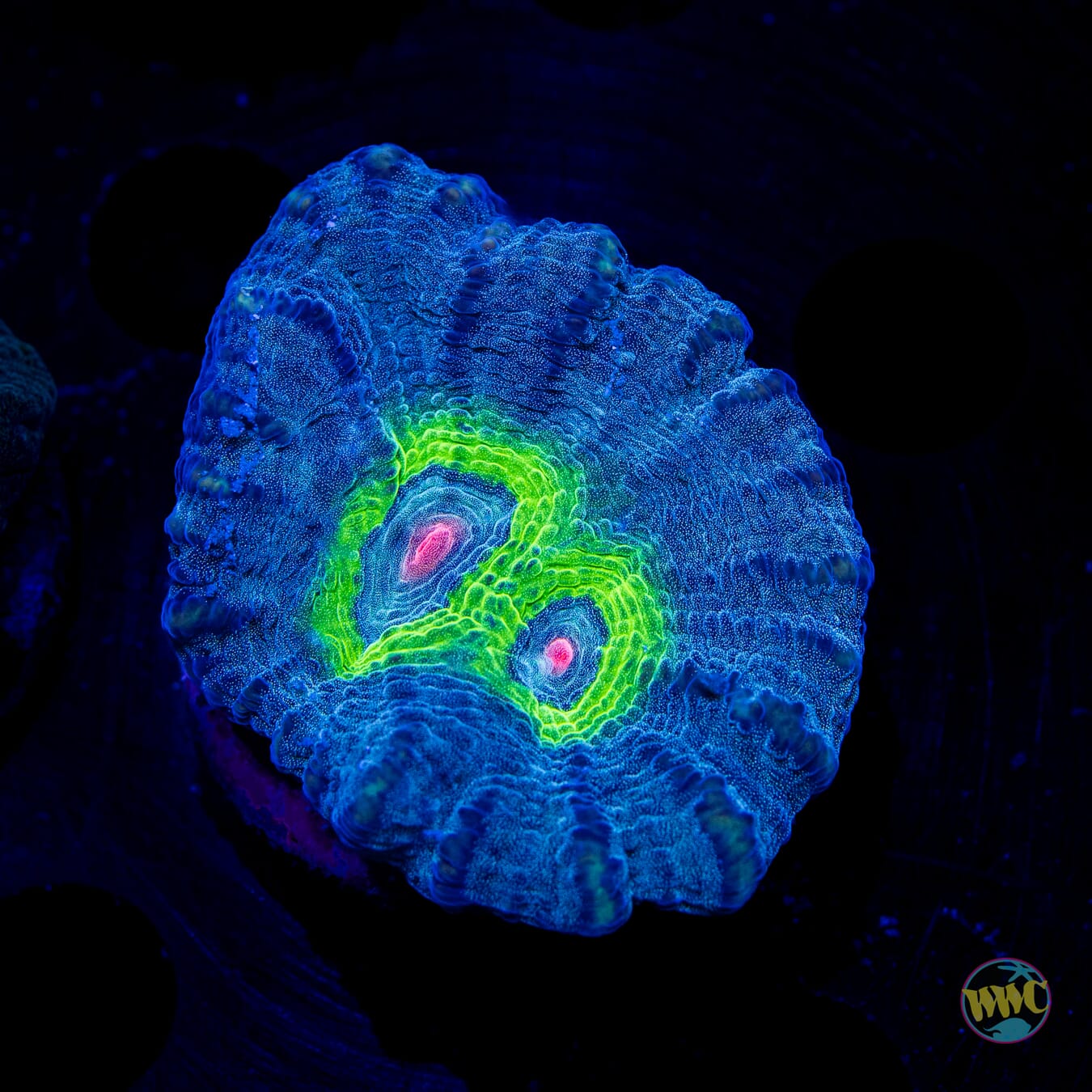 Earth and Moon Pectinia