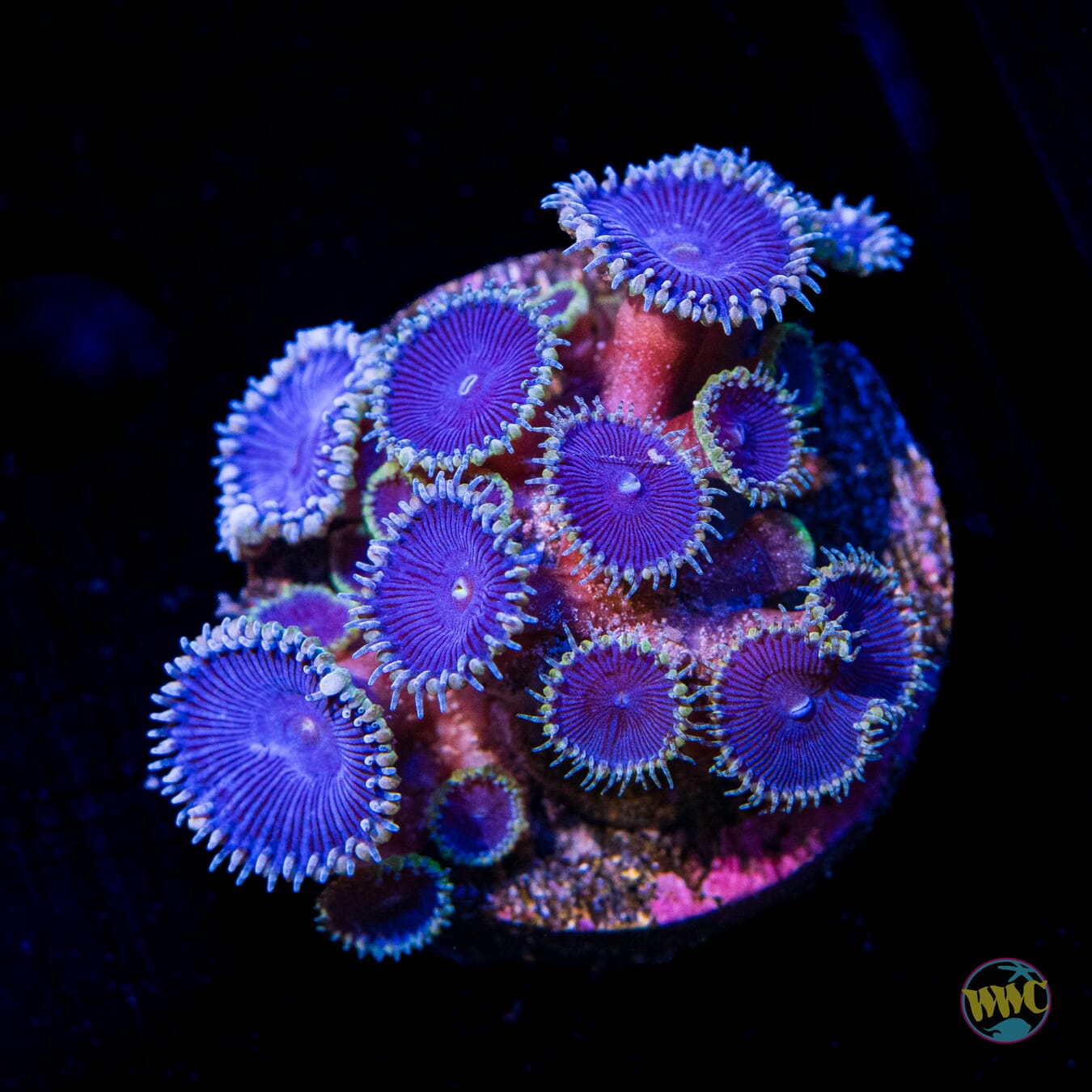 WWC Blue Death Palythoa