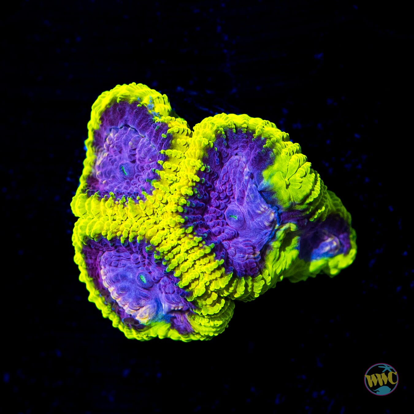 WWC Space Monkey Favia