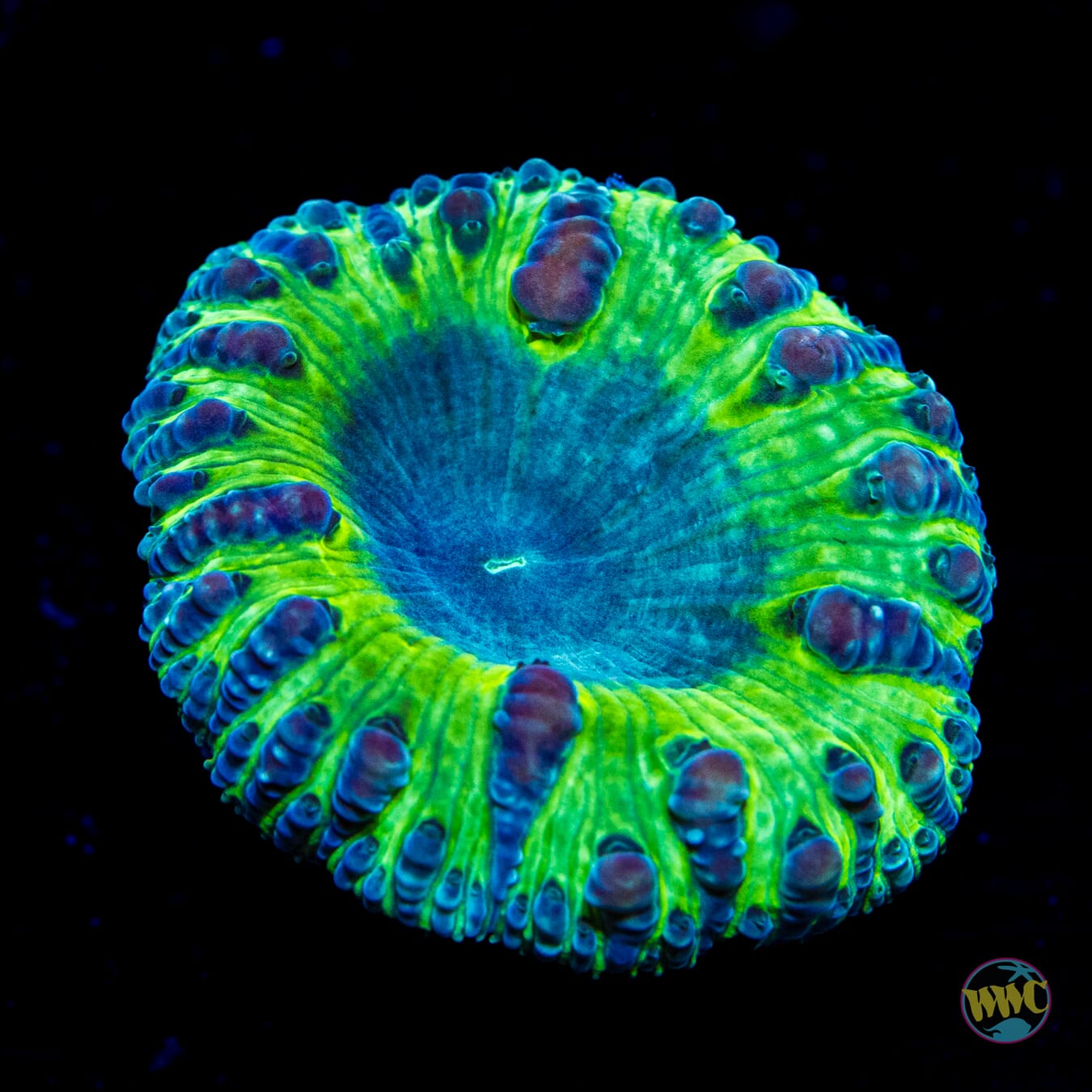 Grape Venom Blastomussa