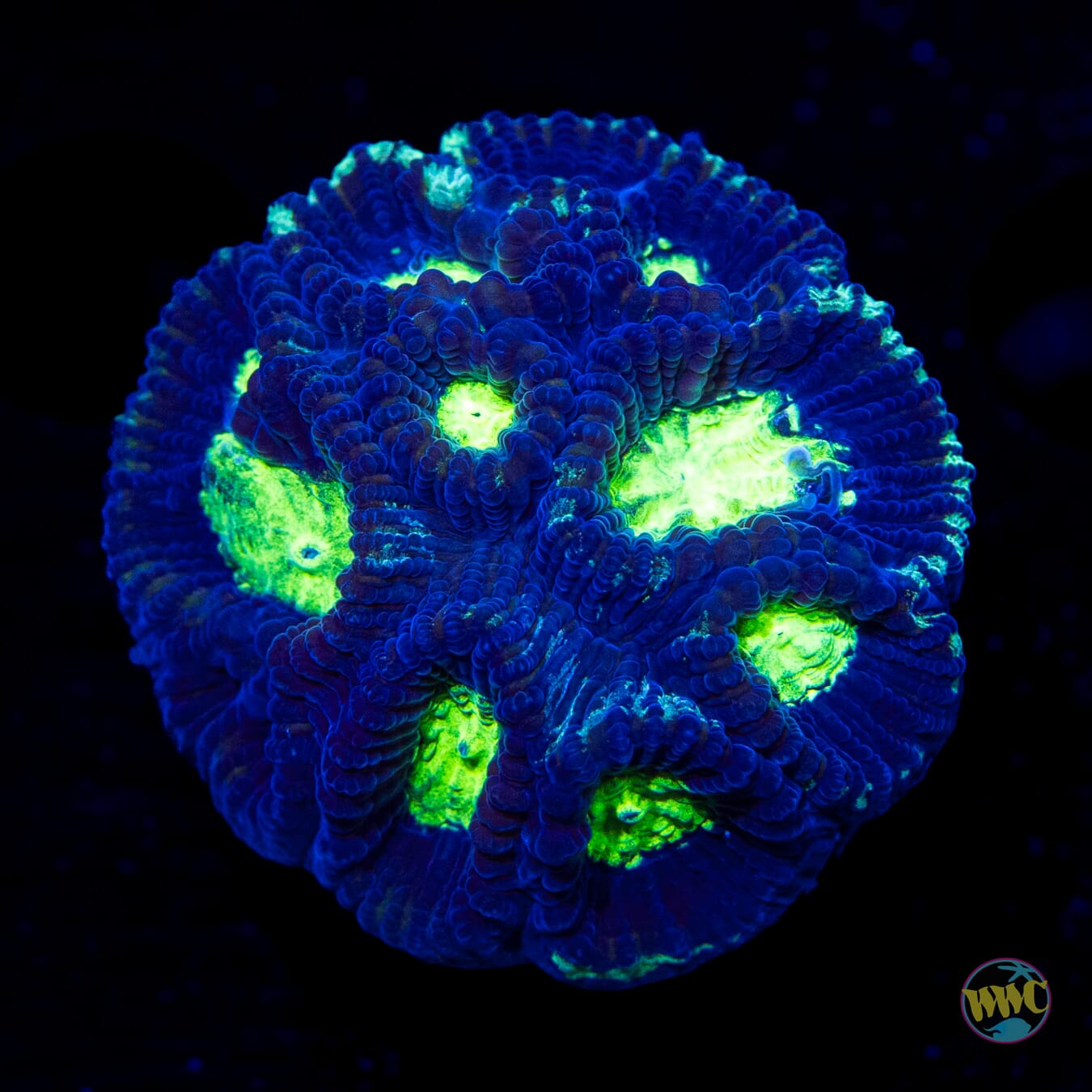Toxic Pool Favia