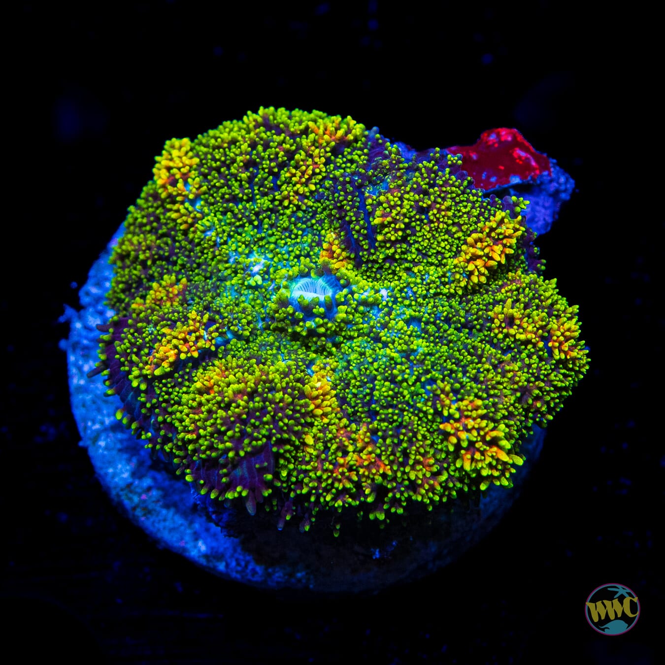 Fuzzy Iguana Rhodactis Mushroom