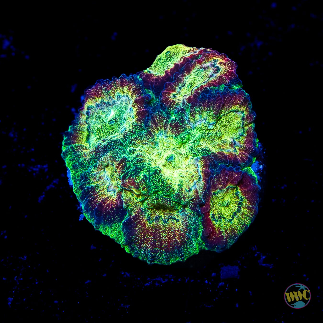 WWC Gold Dust Favia