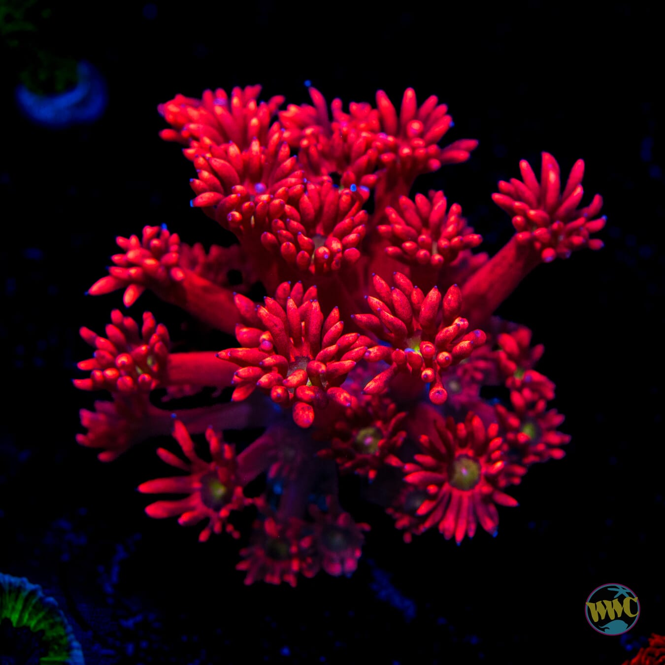 Cherry Bonkerz Goniopora