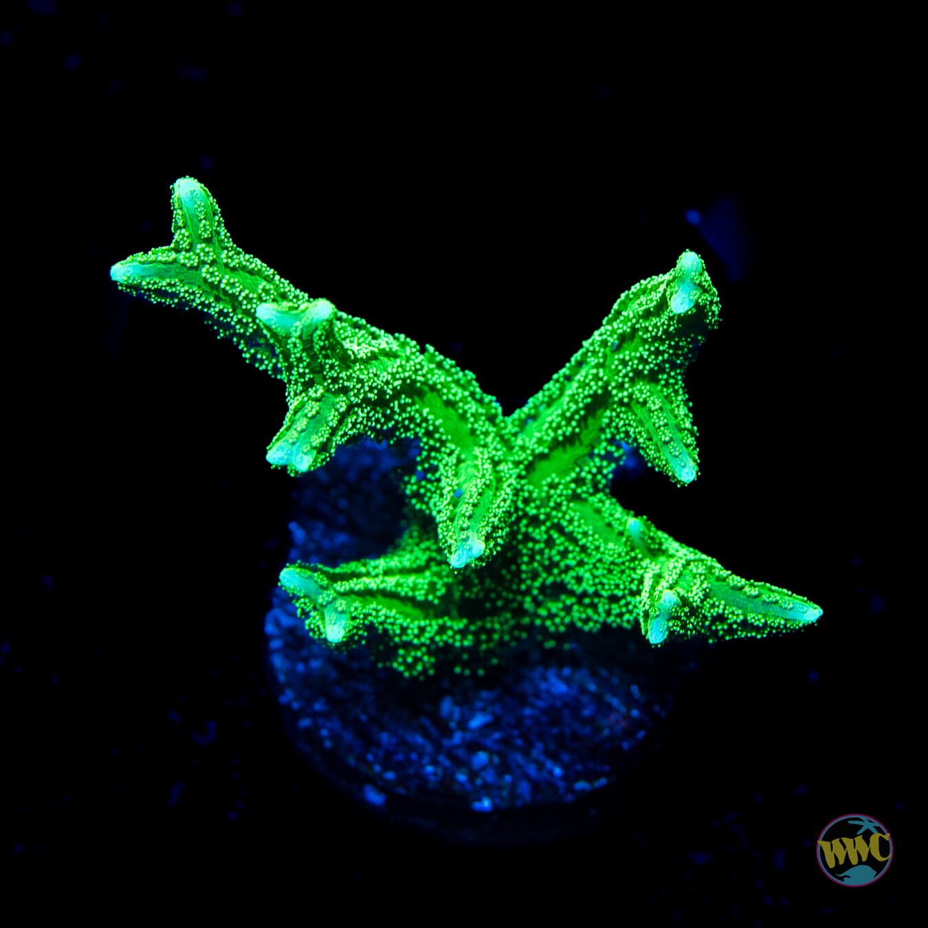 RW Jade Dragon Birdsnest