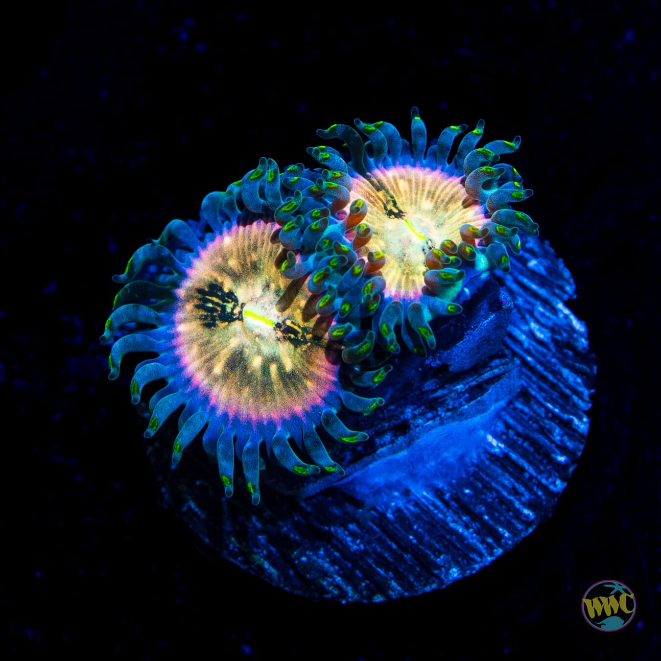 Hawaiian Ding Dangs Zoanthids