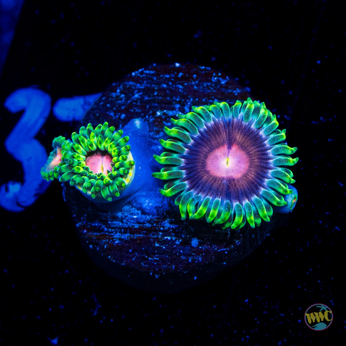 WWC Lucky Kentucky Zoanthids