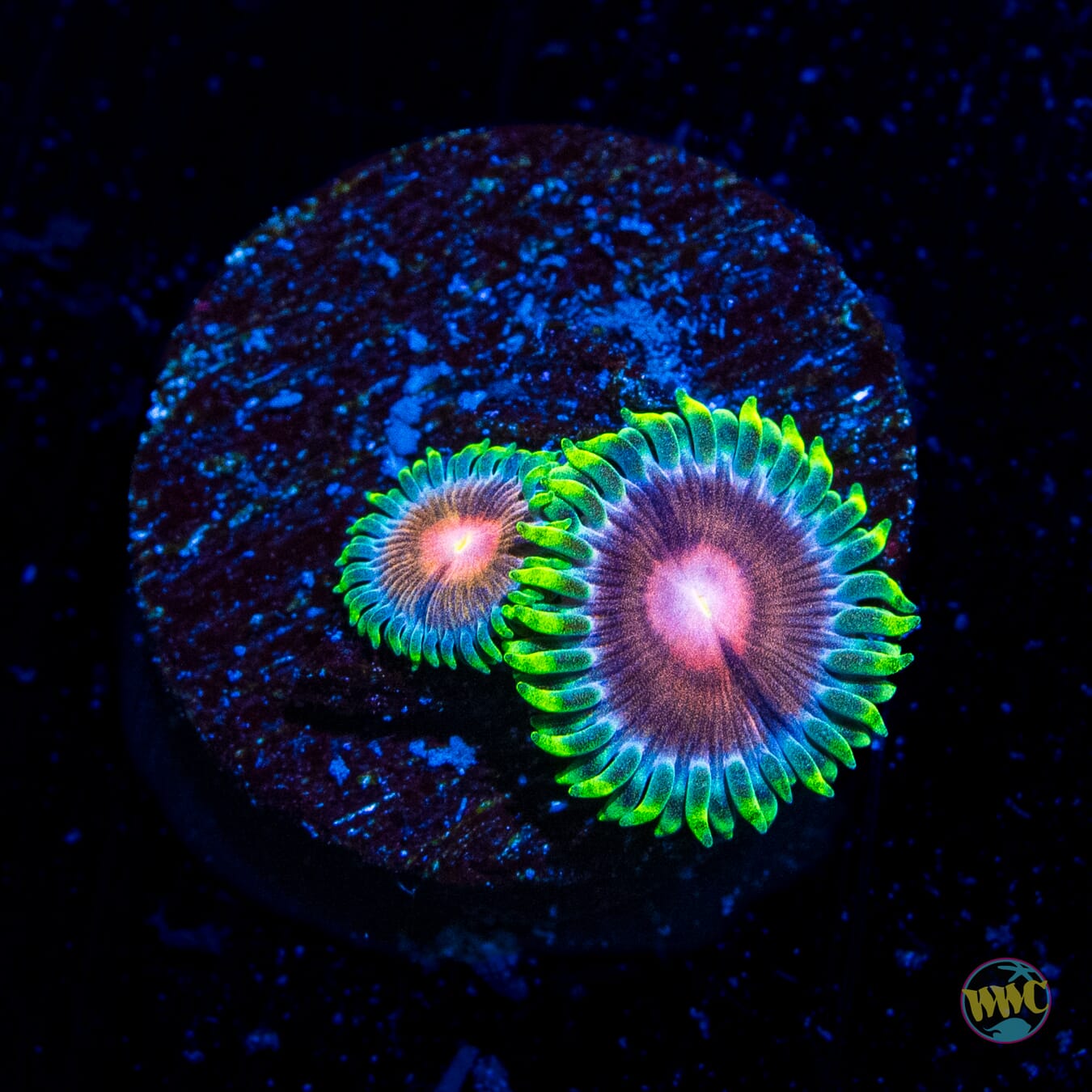 WWC Lucky Kentucky Zoanthids