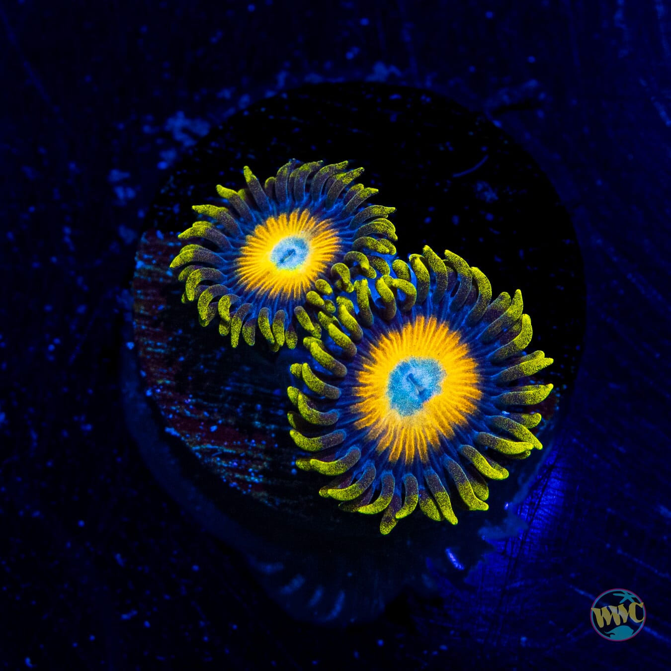 Scrambled Eggs Zoanthids