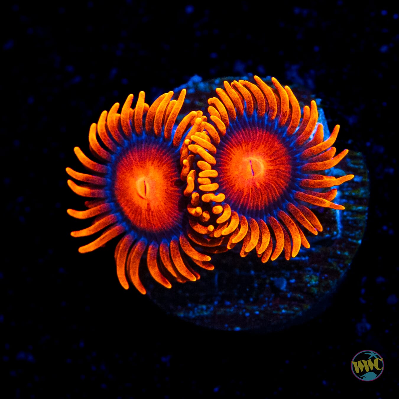 Bam Bamz Zoanthids