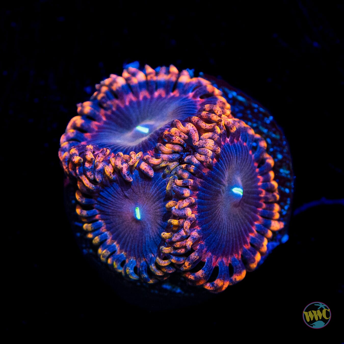 Antimatter Zoanthids