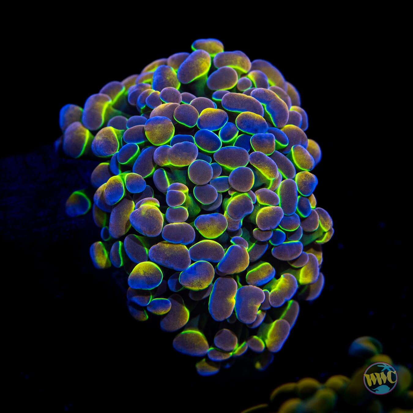 Hologram Branching Hammer