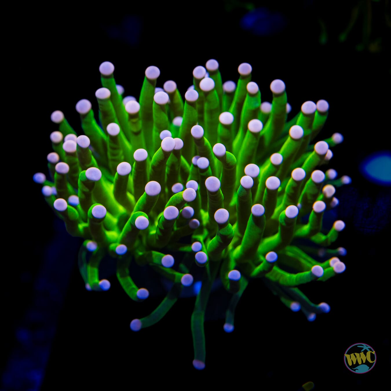Pink Tip Cotton Candy Torch