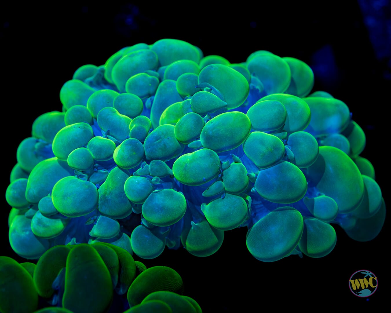 Neon Bubble Coral