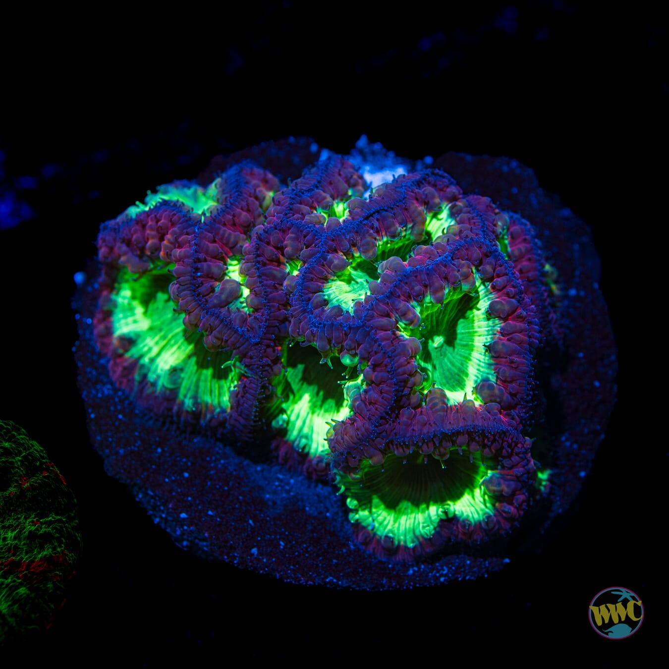 Neon Blastomussa
