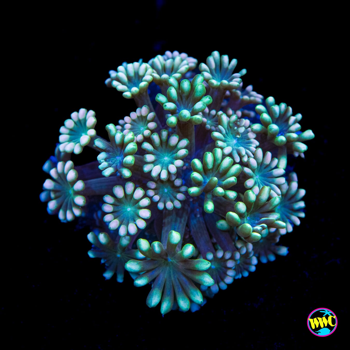 Spearmint Alveopora - Actinic Photo