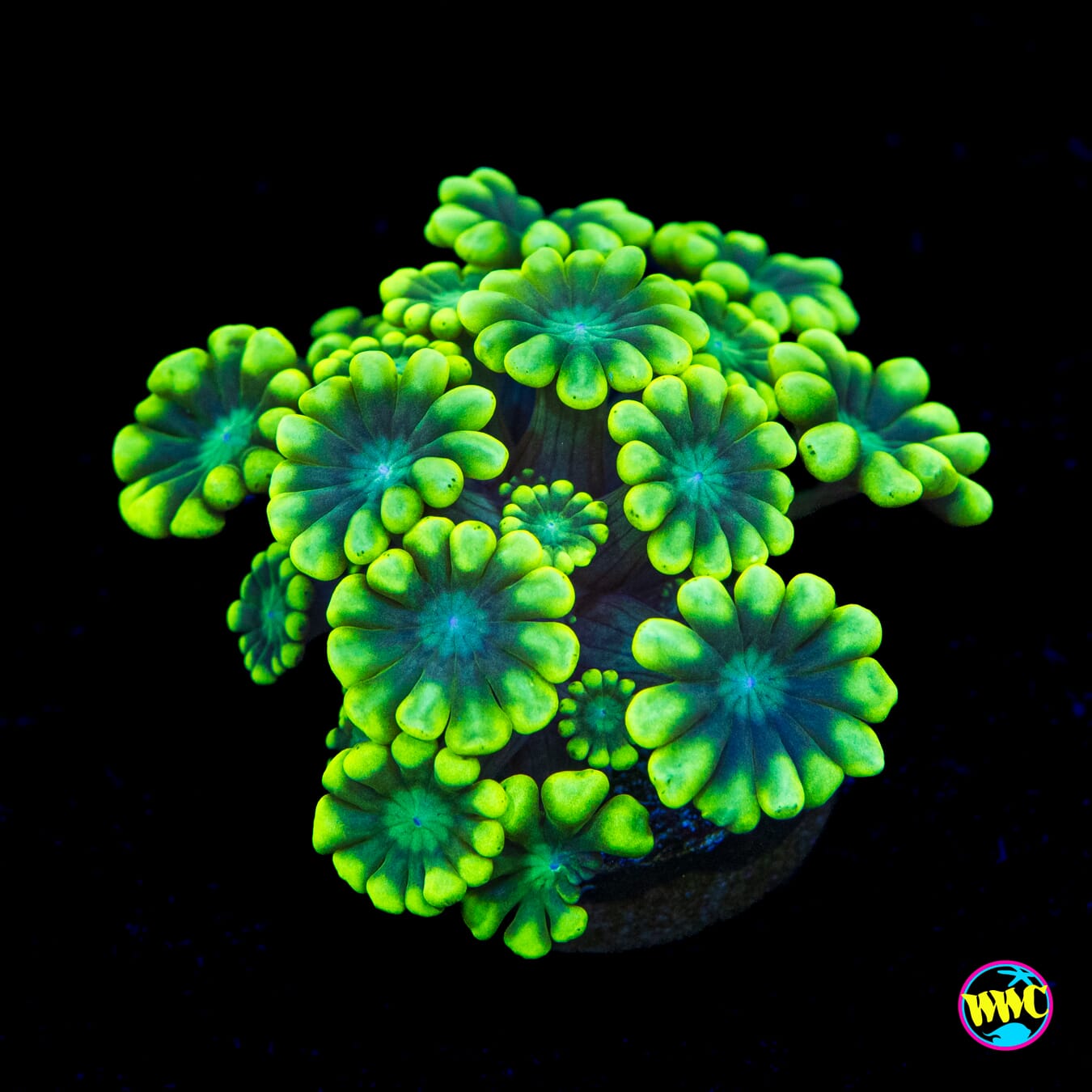 WWC Flippin Lime Alveopora - Actinic Photo