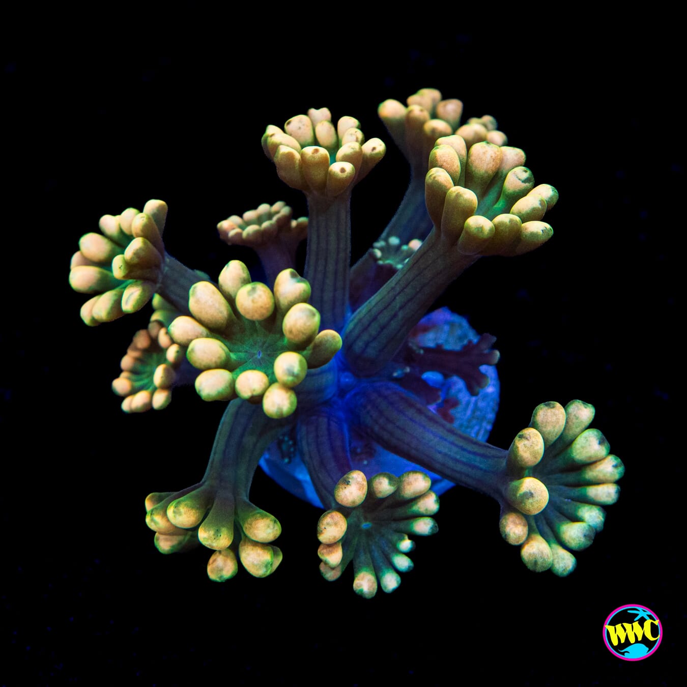 WWC Emerald Hologram Alveopora - Actinic Photo