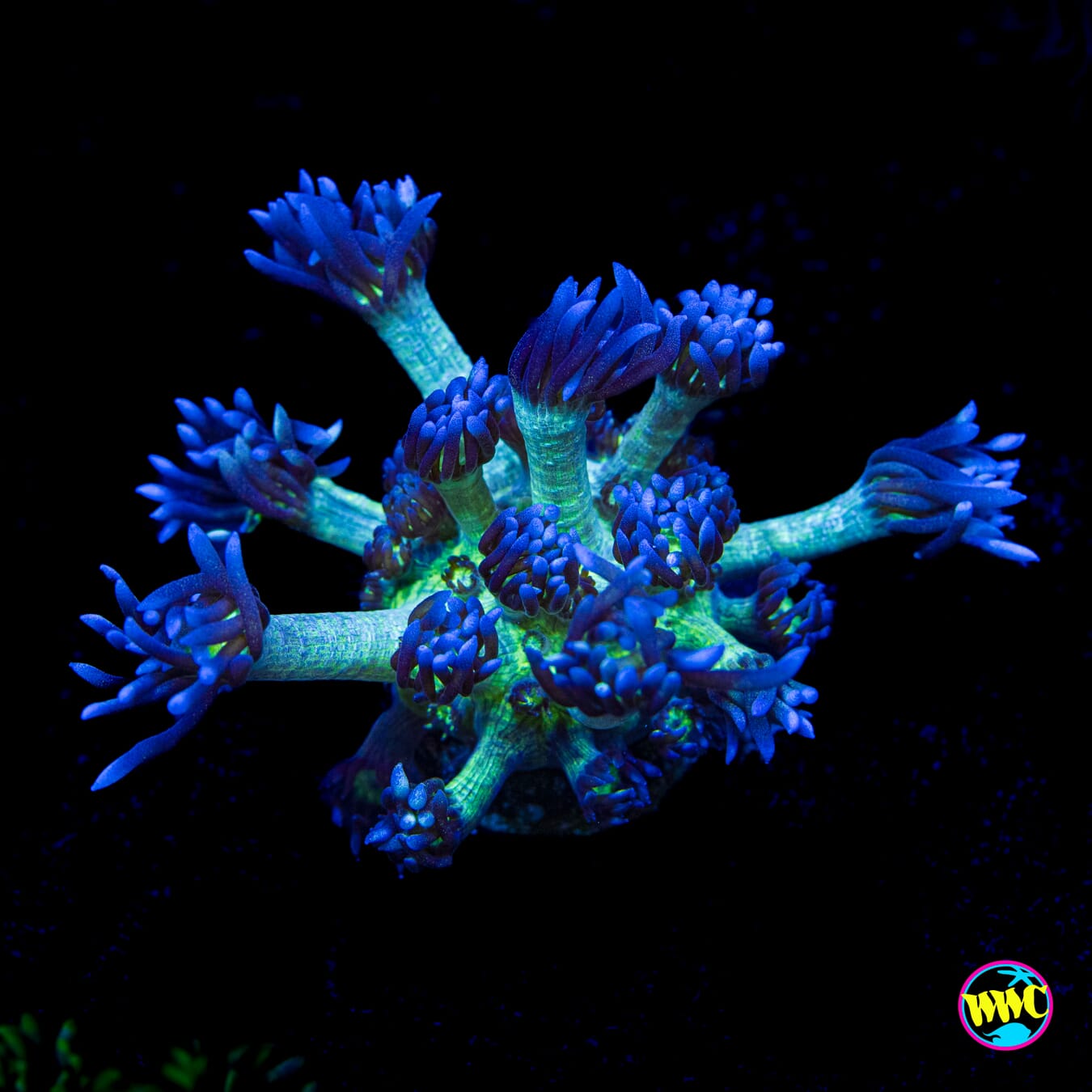 Shadow Goniopora - Actinic Photo