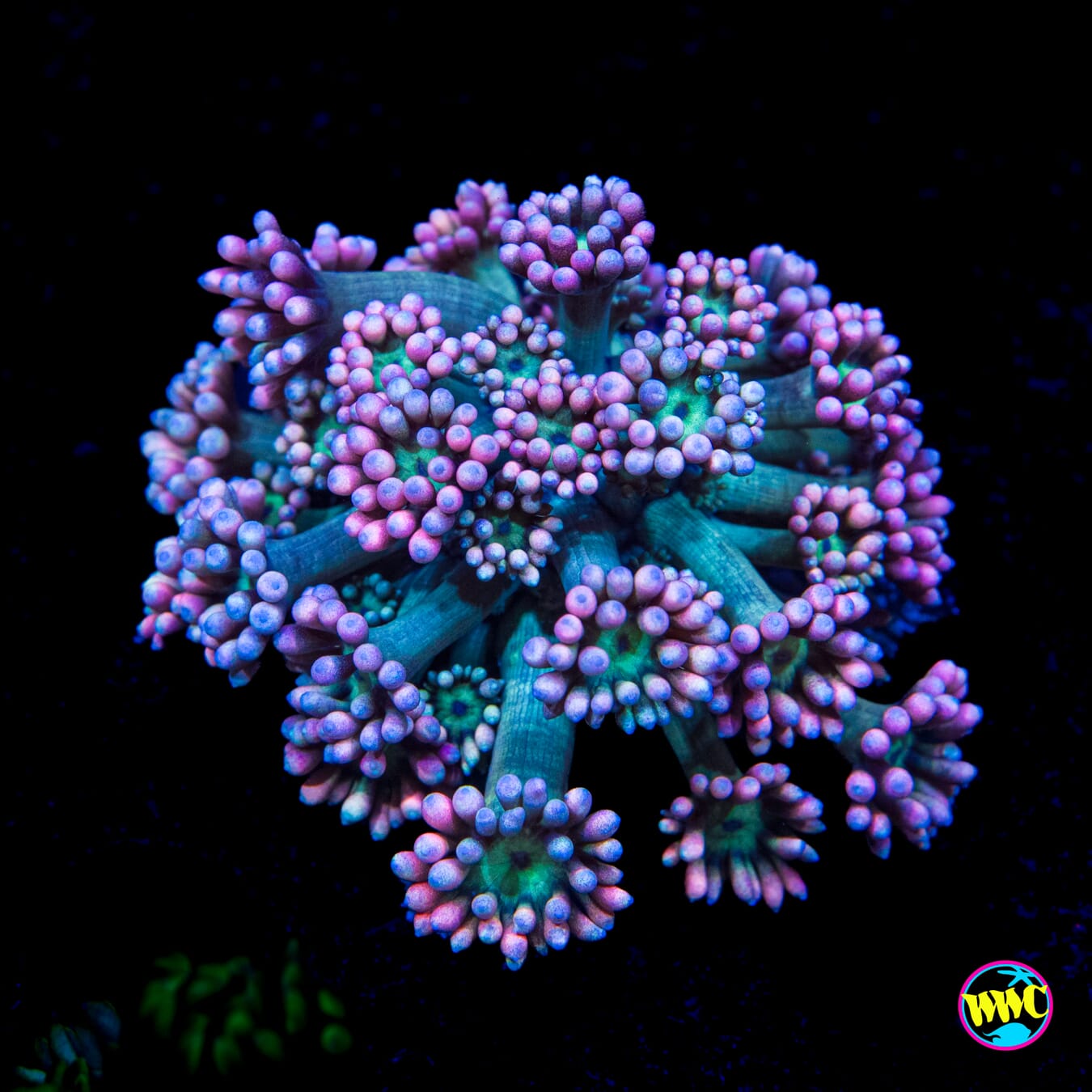 WWC Soursop Goniopora - Actinic Photo