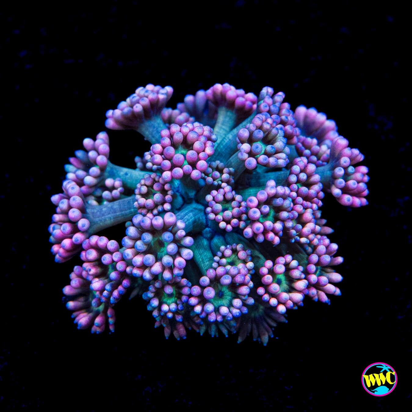 WWC Soursop Goniopora - Actinic Photo