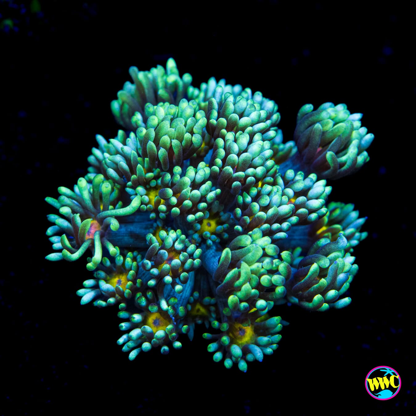 Lemon Head Goniopora - Actinic Photo