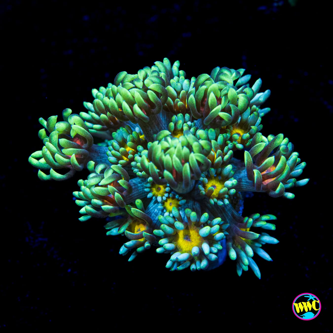 Lemon Head Goniopora - Actinic Photo