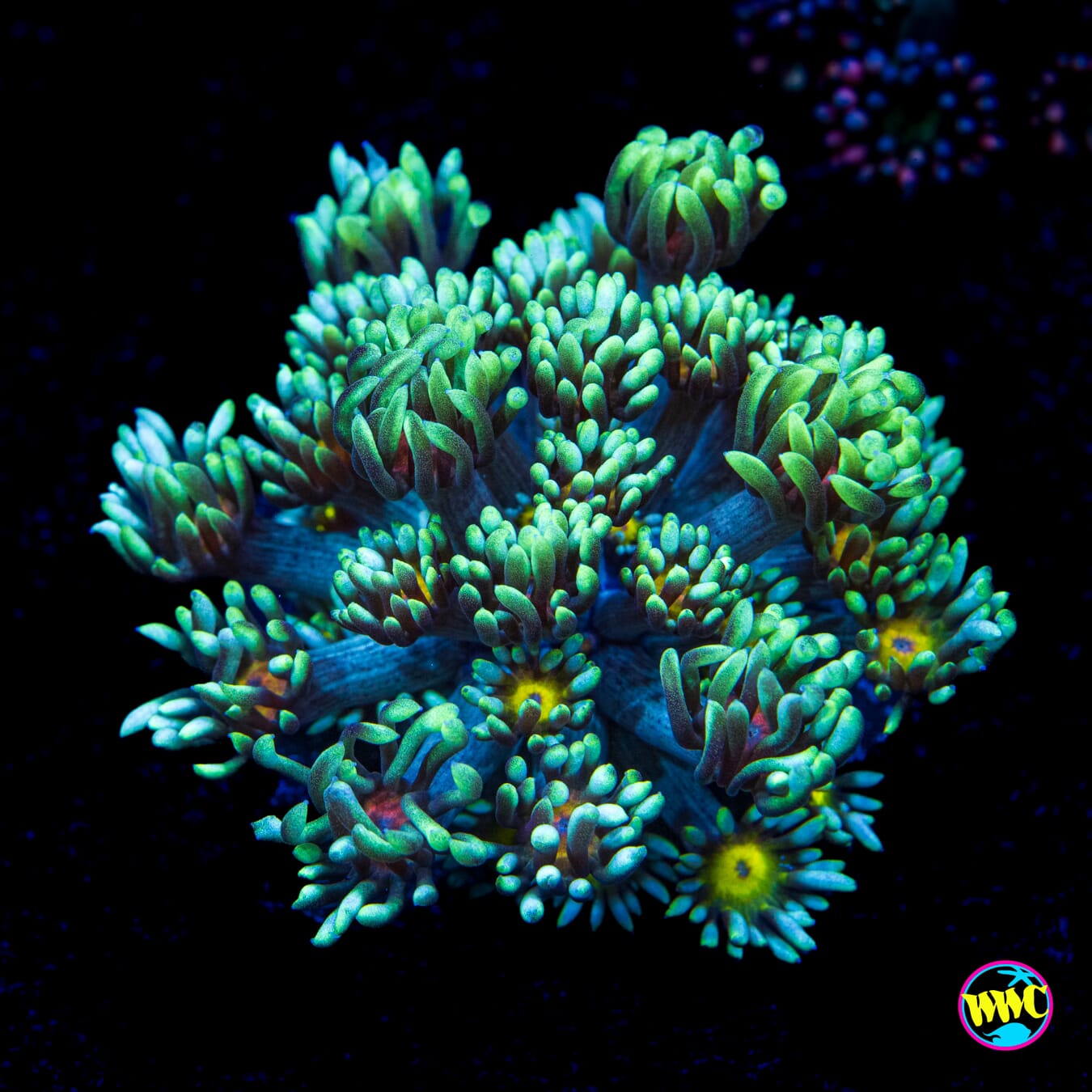 Lemon Head Goniopora - Actinic Photo