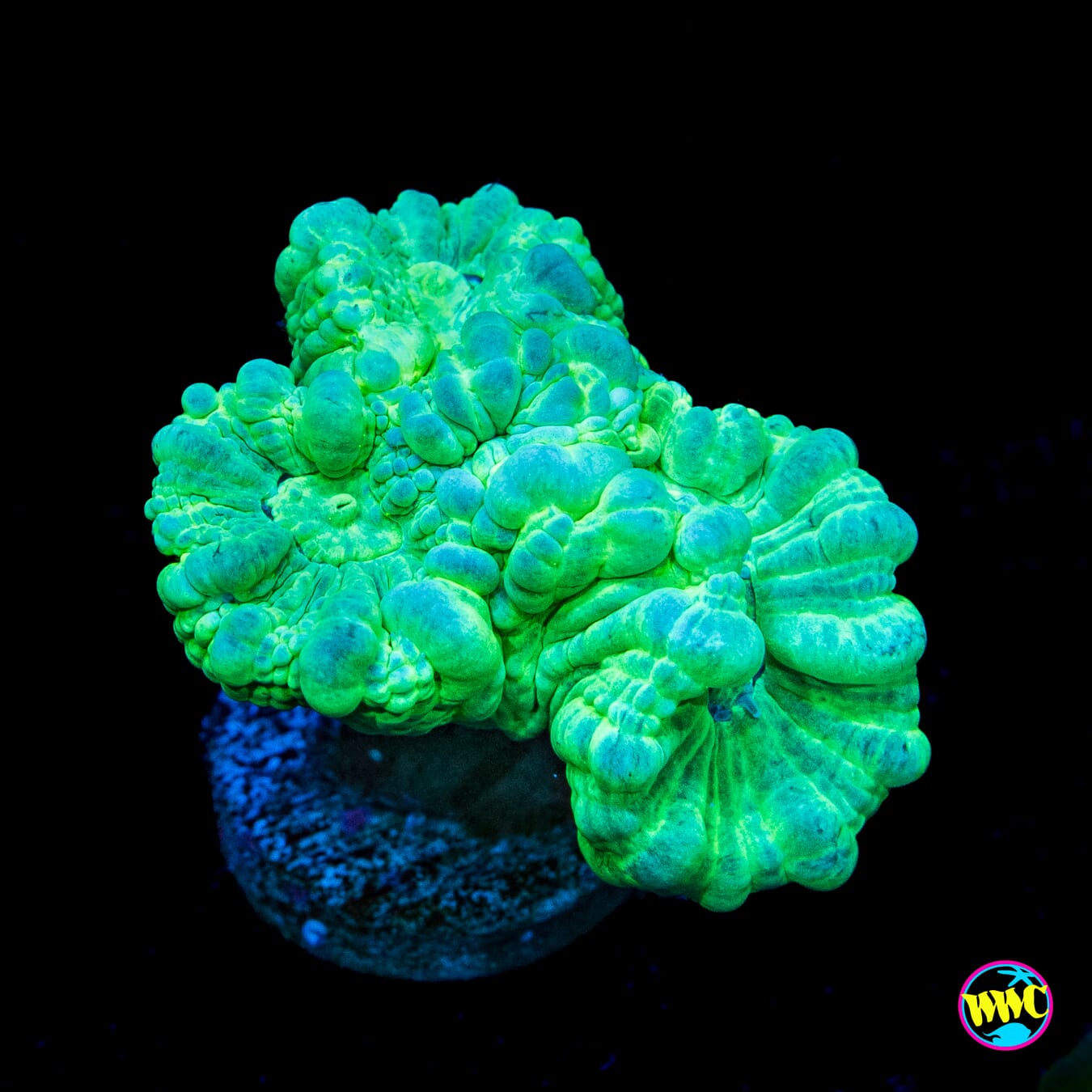 Turquoise Candy Canes - Actinic Photo